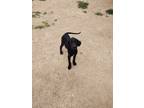 Adopt Benito a Black Labrador Retriever, German Shorthaired Pointer
