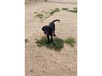 Adopt Buzz a Black Labrador Retriever, German Shorthaired Pointer