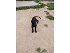 Adopt Bullet a Black Labrador Retriever, German Shorthaired Pointer