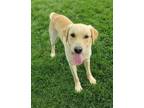 Adopt Jensen 42313 a Labrador Retriever