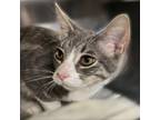 Adopt Loot a Domestic Short Hair
