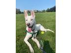 Adopt Hachi a Husky, German Shepherd Dog