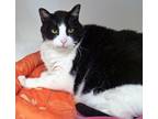 Adopt Maxwell(bonded with Chris) a Domestic Short Hair