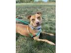 Adopt Pinto a Pit Bull Terrier, Mixed Breed