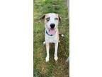 Adopt Ollie a Australian Shepherd, Mixed Breed