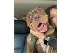 Adopt Tiny Pickle a American Staffordshire Terrier