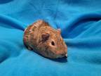 Adopt Noah a Guinea Pig
