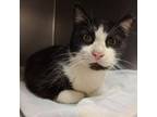 Adopt Baconator a Domestic Short Hair