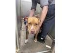 Adopt Pikachu (Chase) a Pit Bull Terrier