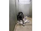 Adopt Dino a Cane Corso