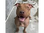 Adopt Koko a Pit Bull Terrier