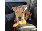 Adopt Indiana Jones AKA Indy - Fostered in Omaha a Terrier, Beagle