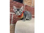 Adopt Travis a Domestic Short Hair