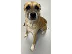 Adopt Roman a Labrador Retriever