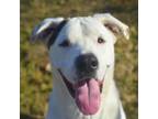 Adopt Sandor a Anatolian Shepherd