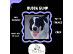 Adopt Bubba Gump a Great Pyrenees, Mixed Breed