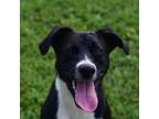 Adopt Chase a Border Collie