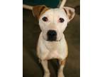 Adopt Tucker a Pit Bull Terrier, Mixed Breed