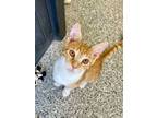 Adopt Oliver a Domestic Short Hair