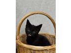 Adopt Storm a Domestic Short Hair