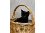 Adopt Thunder a Domestic Short Hair