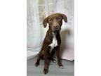 Adopt Felix a Labrador Retriever