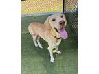 Adopt Hunter a Labrador Retriever