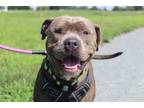 Adopt Johnny Bravo a Pit Bull Terrier, Mixed Breed