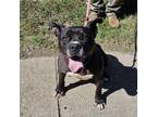 Adopt Dax a Pit Bull Terrier