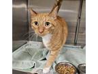 Adopt Sunshine a Domestic Short Hair