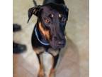 Adopt Malcolm a Mixed Breed