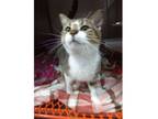 Adopt Owen a Domestic Short Hair