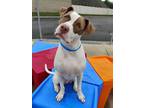 Adopt Doc a Pit Bull Terrier, Mixed Breed