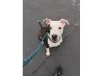 Adopt Trevor a Pit Bull Terrier, Mixed Breed