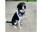 Adopt Copper a Labrador Retriever, Australian Shepherd