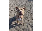 Adopt Ralphie a American Staffordshire Terrier