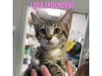 Adopt Lyra (Pouncer) a Domestic Short Hair