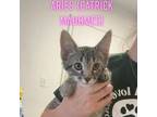 Adopt Aries (Catrick Mahomes) a Domestic Short Hair