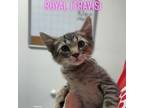 Adopt Royal (Travis) a Domestic Short Hair