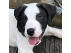Adopt Hooper a Pit Bull Terrier