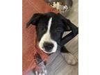 Adopt Eeyore a Labrador Retriever, Boxer