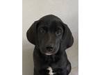 Adopt Kanga a Labrador Retriever, Boxer