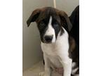 Adopt Piglet a Labrador Retriever, Boxer