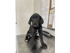 Adopt Tigger a Labrador Retriever, Boxer