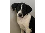 Adopt Roo a Labrador Retriever, Boxer