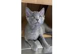 Adopt Smudge a Manx, Russian Blue