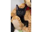 Adopt Johnny a Domestic Short Hair