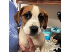 Adopt Amos 080606S a Hound