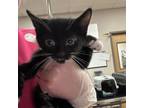 Adopt Mitten 071202S a Domestic Short Hair