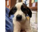 Adopt Andy 080607S a Hound